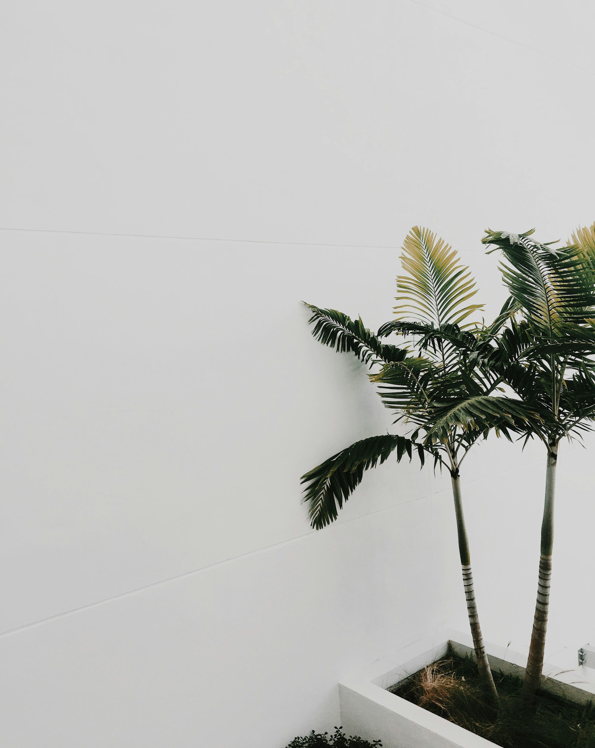green palm tree beside white wall
