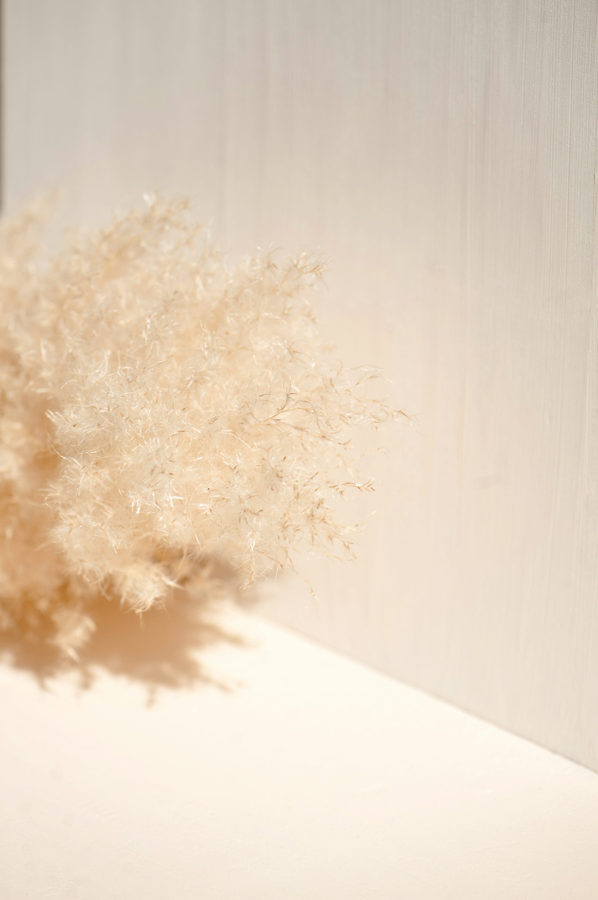 white fur on white surface