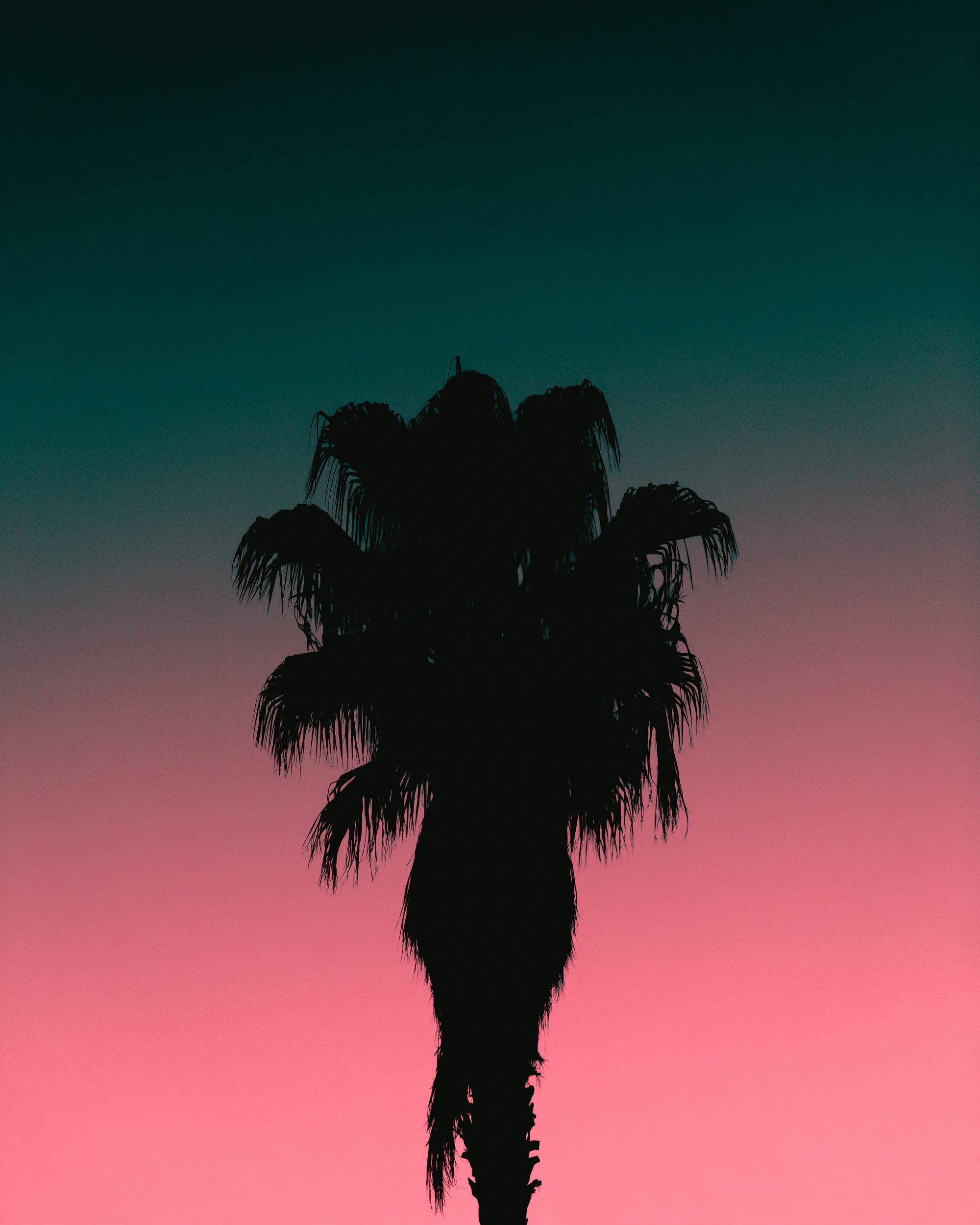 silhouette of palm tree during sunset