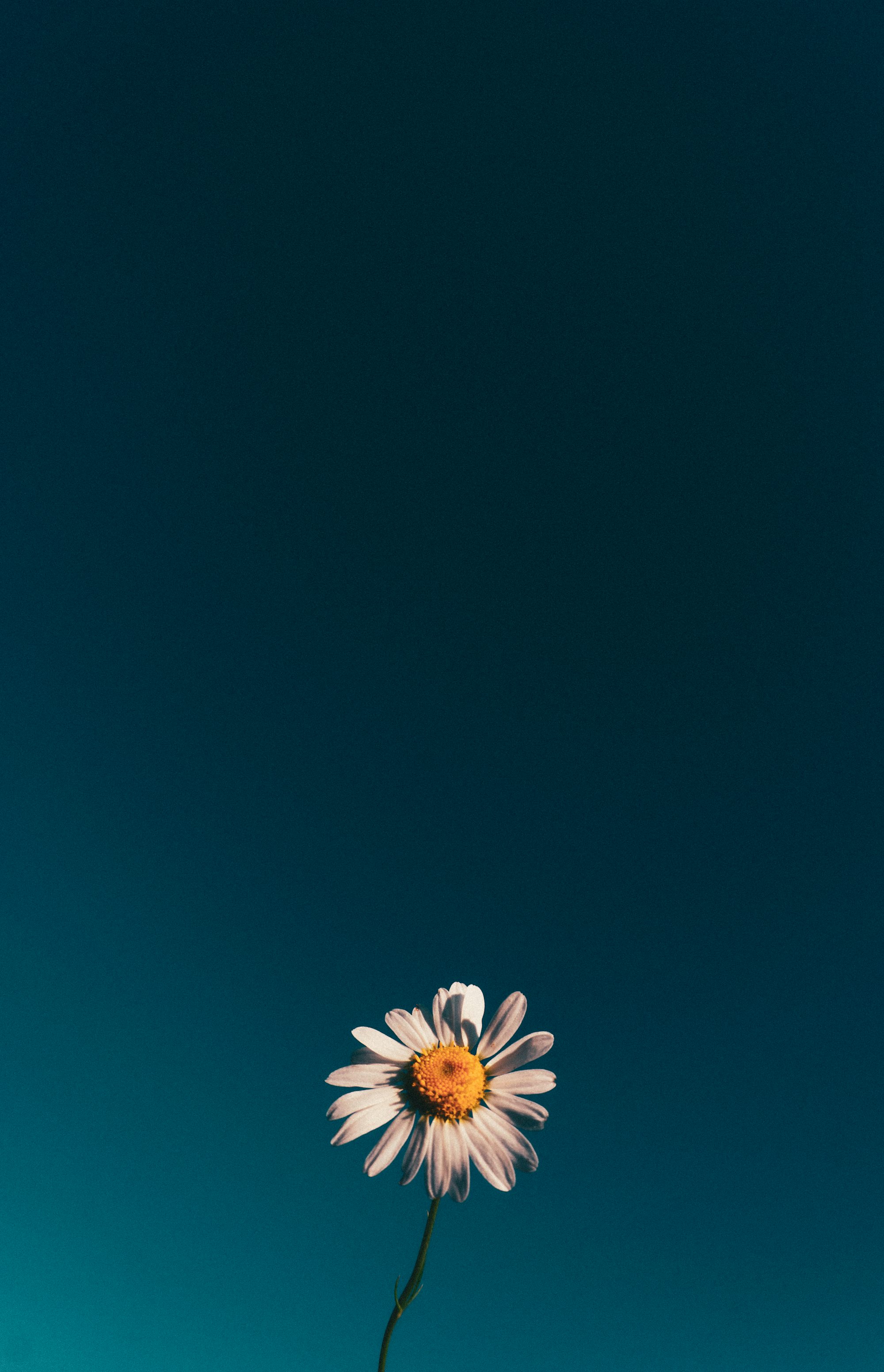 a single white flower with a blue sky in the background